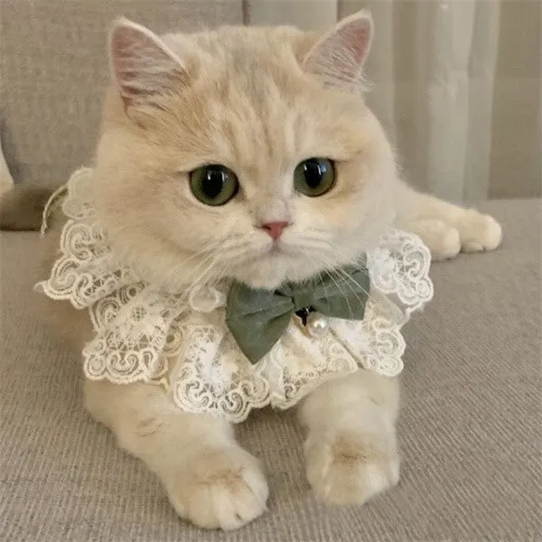 Autumn-Styled Cat Clothes - Lightweight Apparel for Playful Kittens, Featuring Dresses, Princess Skirts, and Christmas Collars